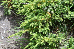 Juniperus communis