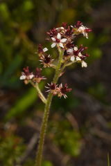 Micranthes occidentalis