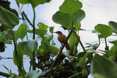 Certhiaxis cinnamomeus