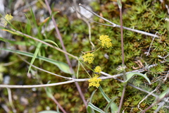 Bupleurum