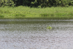 Jacana jacana hypomelaena