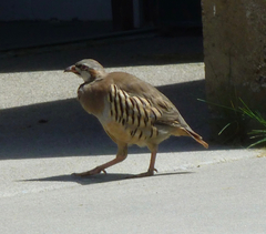 Alectoris chukar