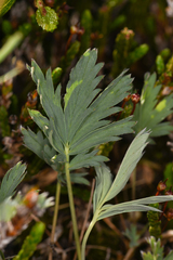 Potentilla glaucophylla