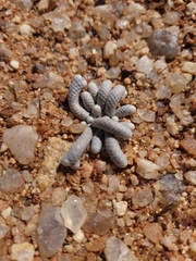 Anacampseros papyracea