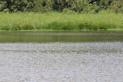 Jacana jacana hypomelaena