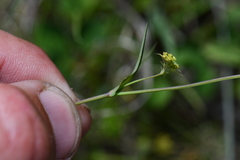 Bupleurum
