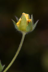 Potentilla glaucophylla