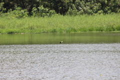 Jacana jacana hypomelaena