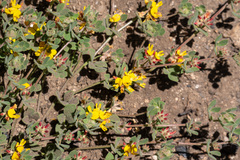 Acmispon decumbens