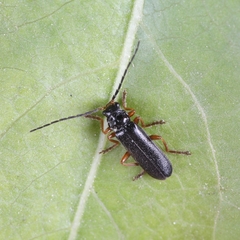 Cantharis flavilabris