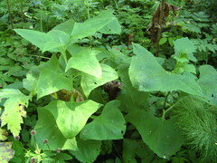 Parasenecio hastatus