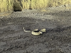 Crotalus oreganus oreganus
