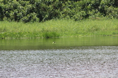 Jacana jacana hypomelaena