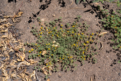 Acmispon decumbens