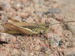 Chorthippus apricarius