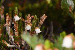 Cassiope tetragona
