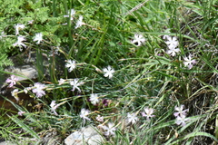 Dianthus