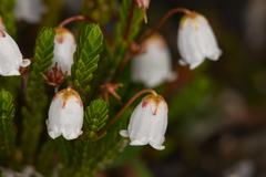 Cassiope tetragona