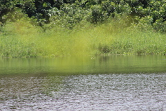 Jacana jacana hypomelaena