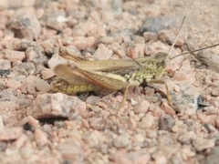 Chorthippus apricarius