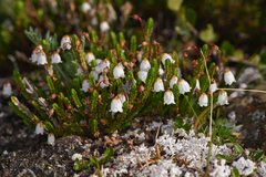 Cassiope tetragona