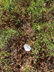 Calystegia macrostegia