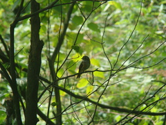Muscicapa ferruginea