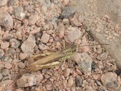 Chorthippus apricarius