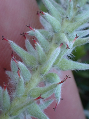 Salix arctica