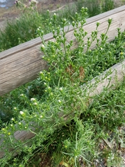 Symphyotrichum ciliatum
