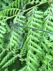 Austroargiolestes icteromelas