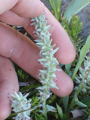Salix arctica