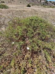 Calystegia macrostegia