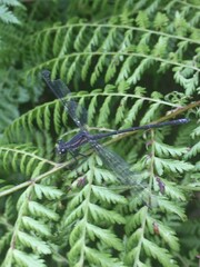 Austroargiolestes icteromelas