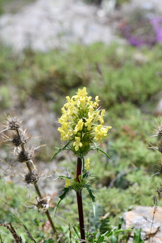 Yellow Whorlflower (Morina coulteriana)