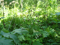 Parasenecio hastatus