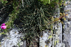 Ephedra