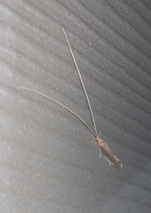 Oecetis