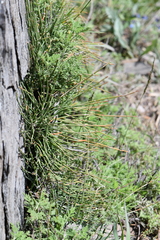Ephedra