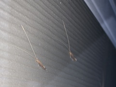 Oecetis