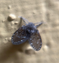 Clogmia albipunctata