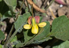 Viola purpurea quercetorum