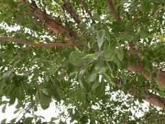 Terminalia mantaly