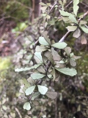 Elaeocarpus hookerianus