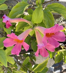 Amphilophium