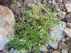 Cherleria