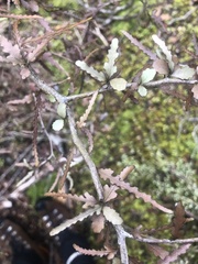 Elaeocarpus hookerianus