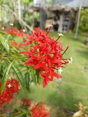 Carphalea