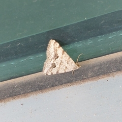 Frederickia s-signata