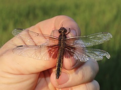 Libellula luctuosa